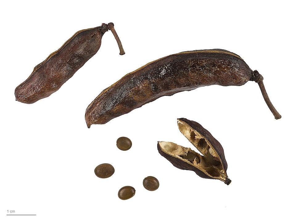 Tinh dầu Hoa Cassie (Acacia farnesiana) — minh hoạ thực vật