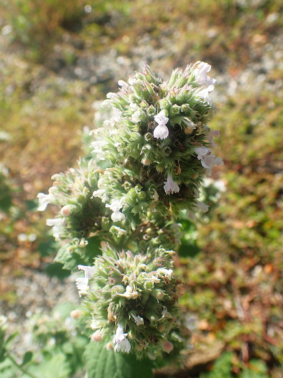 Tinh dầu Bạc hà mèo (Nepeta cataria) — minh hoạ thực vật