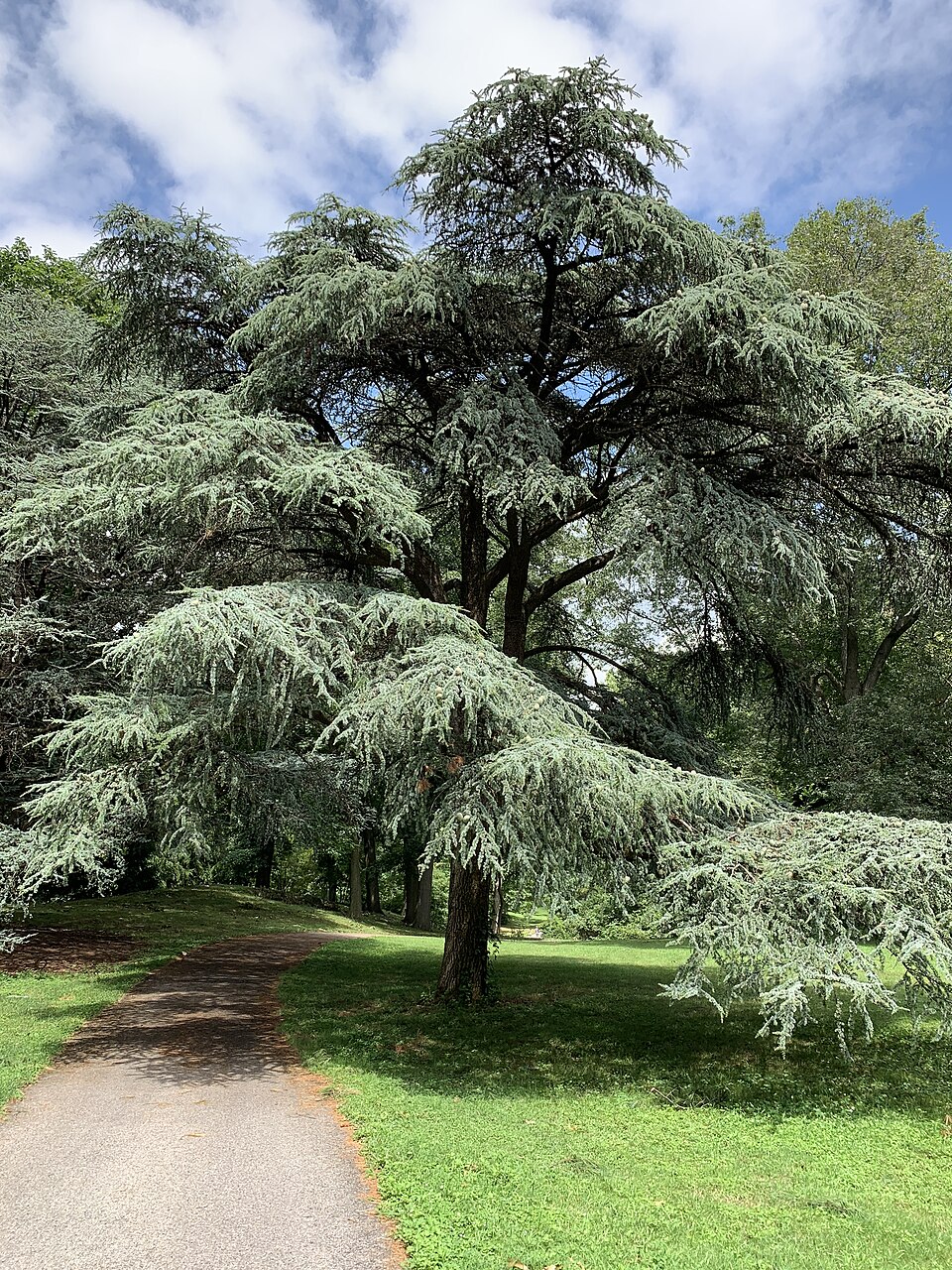 Tinh dầu Tuyết tùng Atlas (Cedrus atlantica) — minh hoạ thực vật