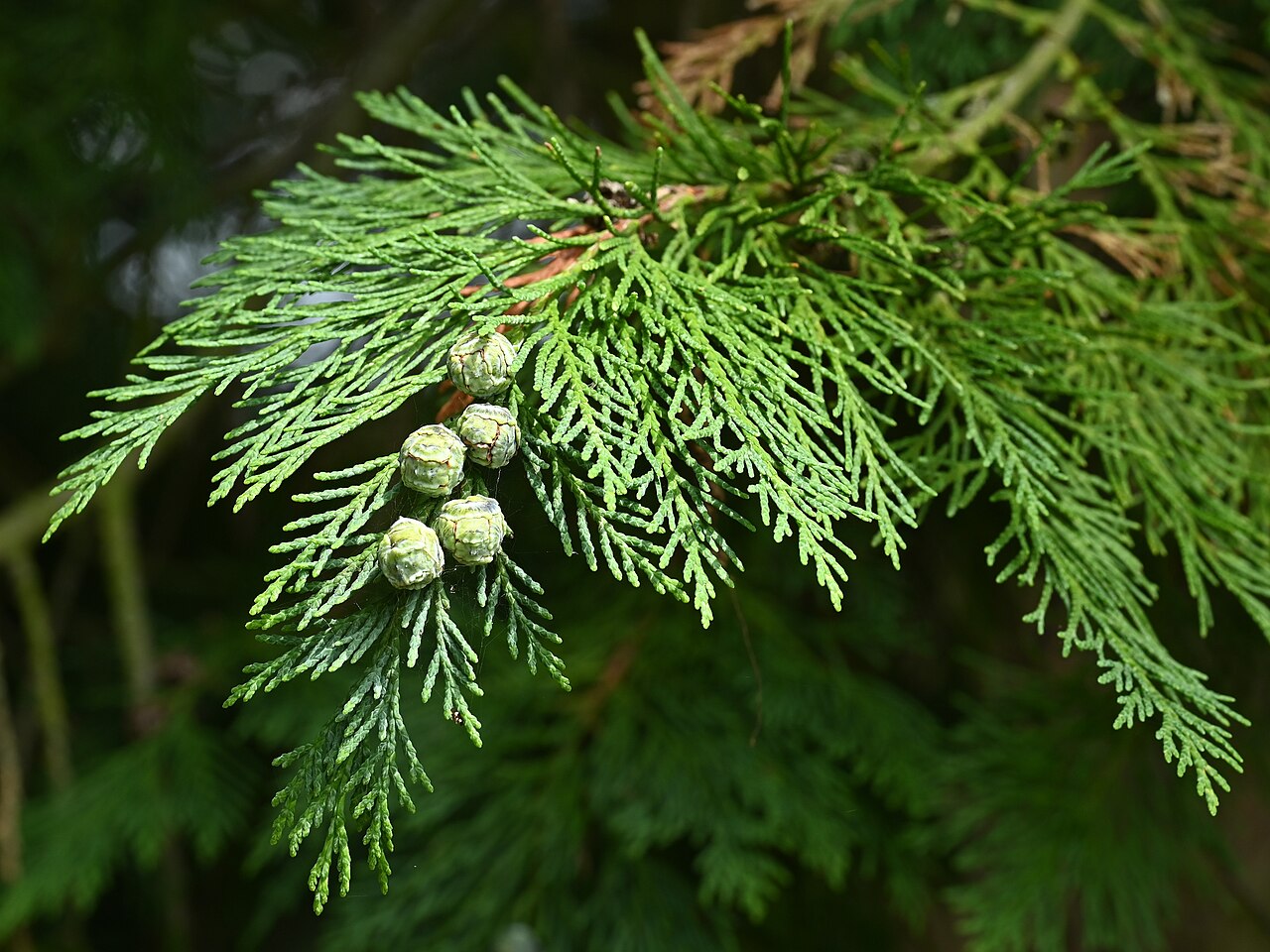 Tinh dầu Tuyết tùng Trung Quốc (Chamaecyparis funebris) — minh hoạ thực vật