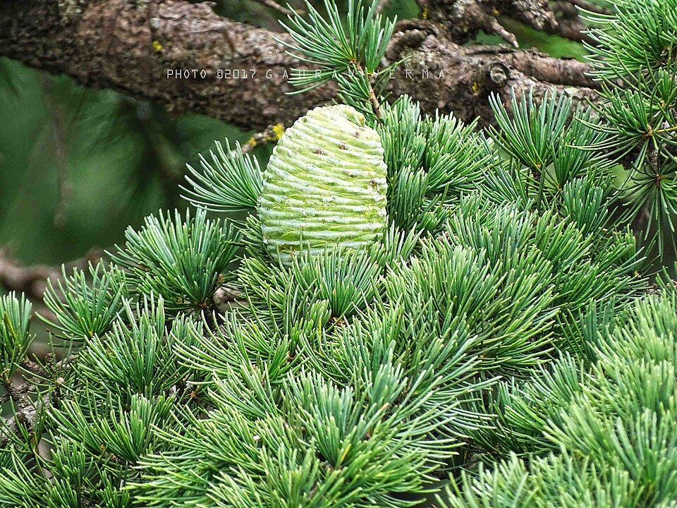 Tinh dầu Tuyết tùng Himalaya (Cedrus deodara) — minh hoạ thực vật