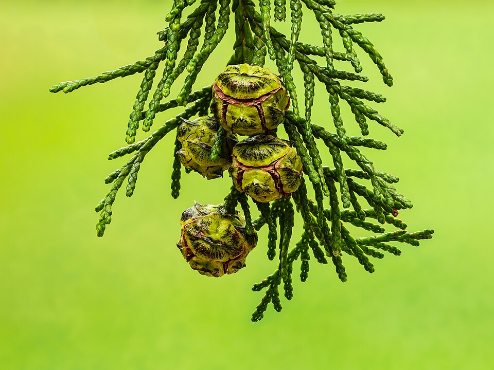 Tinh dầu Tuyết tùng Port Orford (Chamaecyparis lawsoniana) — minh hoạ thực vật