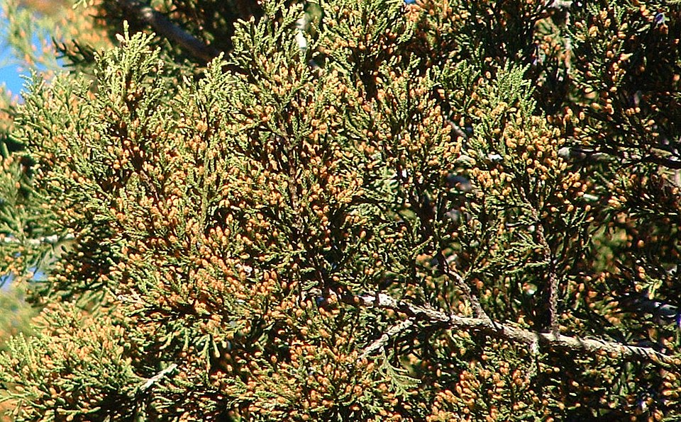Tinh dầu Tuyết tùng Texas (Juniperus ashei) — minh hoạ thực vật