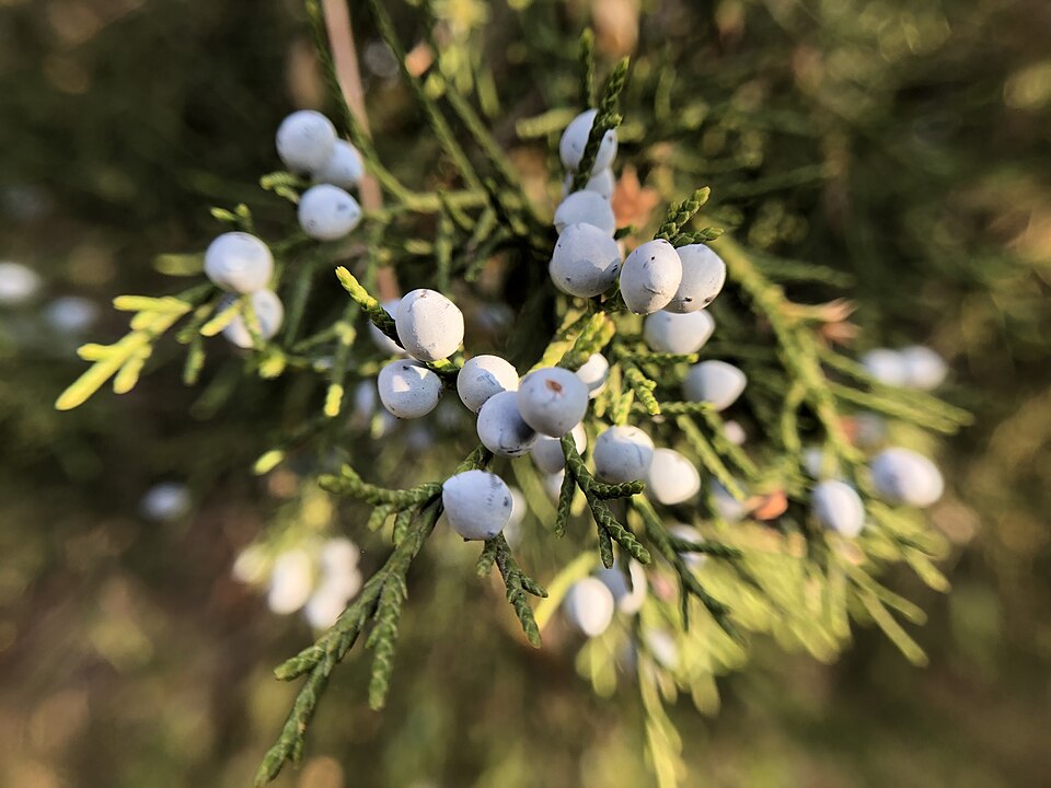 Tinh dầu Tuyết tùng Virginia (Juniperus virginiana) — minh hoạ thực vật