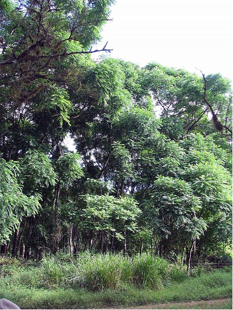 Tinh dầu Cedrela (Cedrela odorata) — minh hoạ thực vật