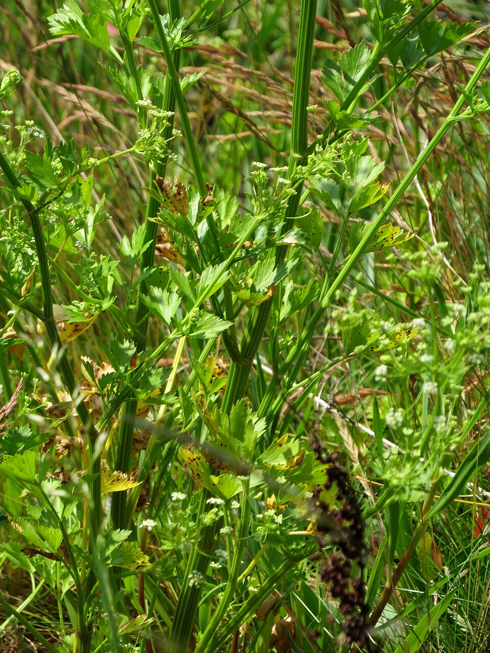 Tinh dầu Cần tây (lá) (Apium graveolens) — minh hoạ thực vật