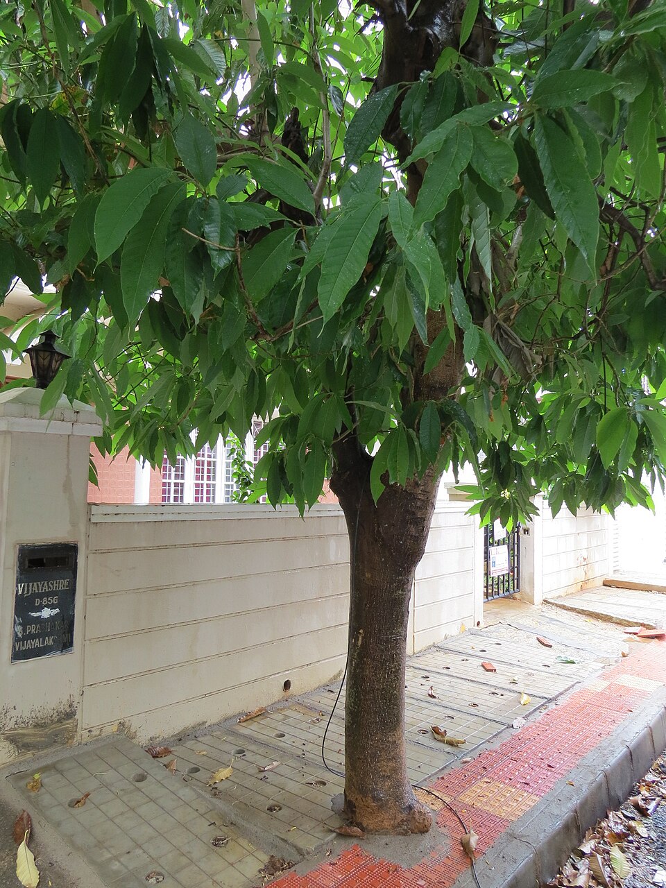 Tinh dầu Ngọc lan vàng (Michelia champaca) — minh hoạ thực vật