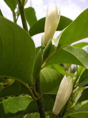 Tinh dầu Ngọc lan trắng (Michelia alba) — minh hoạ thực vật
