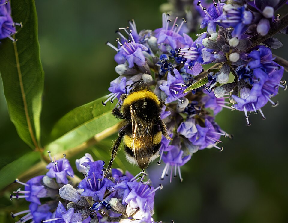 Tinh dầu Cây trinh nữ (Vitex agnus castus) — minh hoạ thực vật
