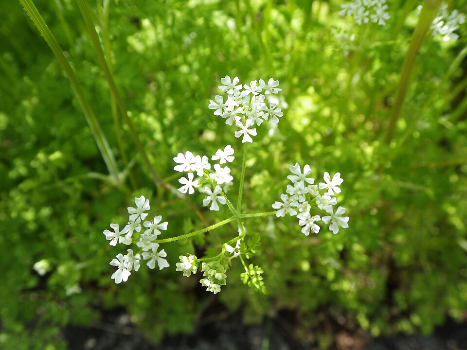 Tinh dầu Ngò Pháp (Anthriscus cerefolium) — minh hoạ thực vật