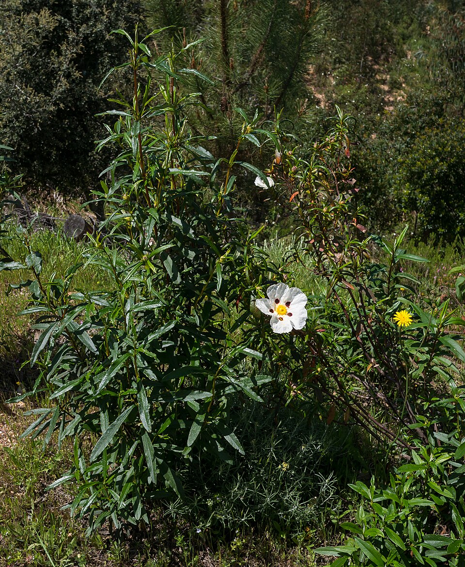 Tinh dầu Cistus (Cistus ladanifer) — minh hoạ thực vật