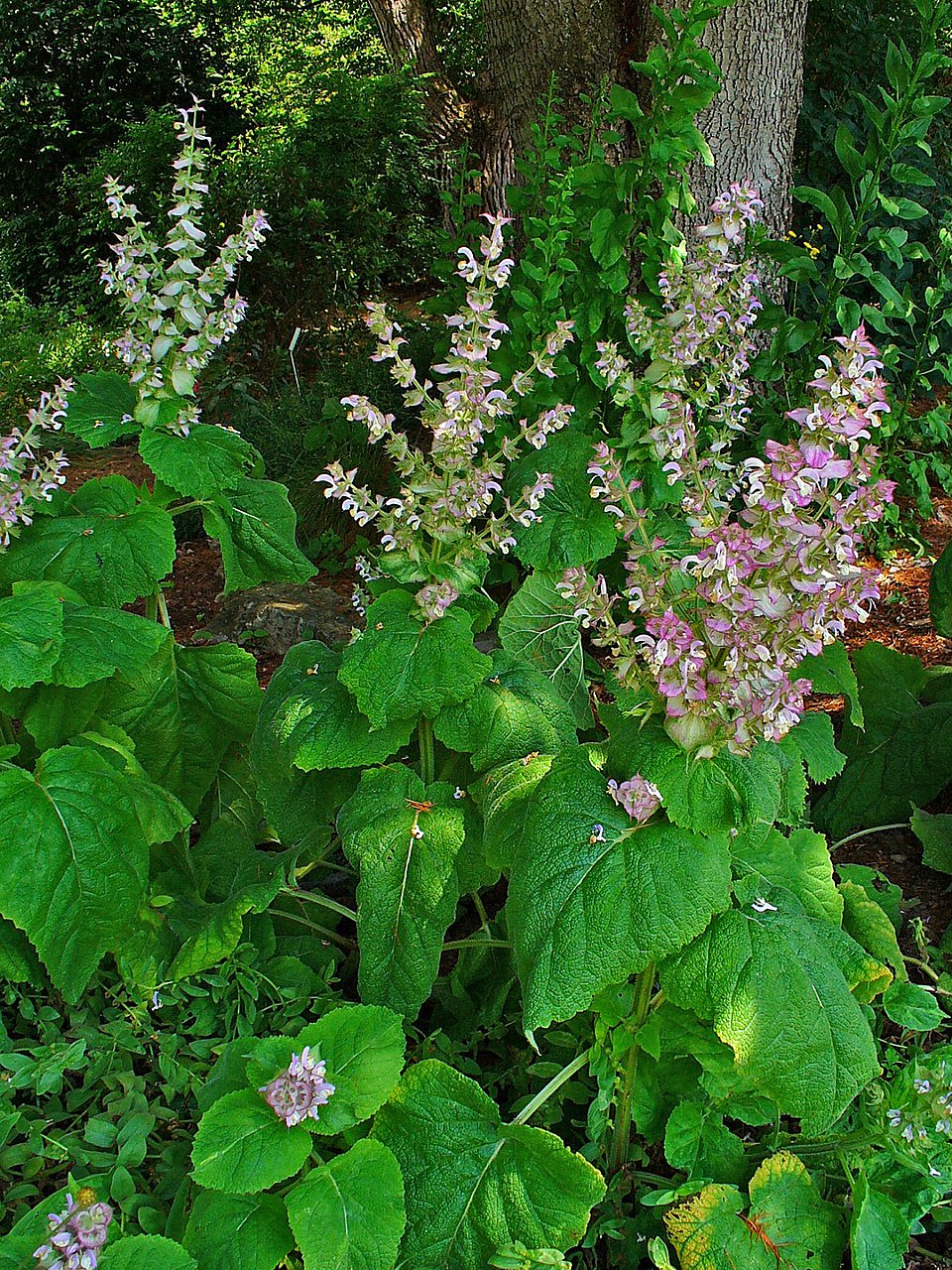 Tinh dầu Xô thơm Clary (Salvia sclarea) — minh hoạ thực vật