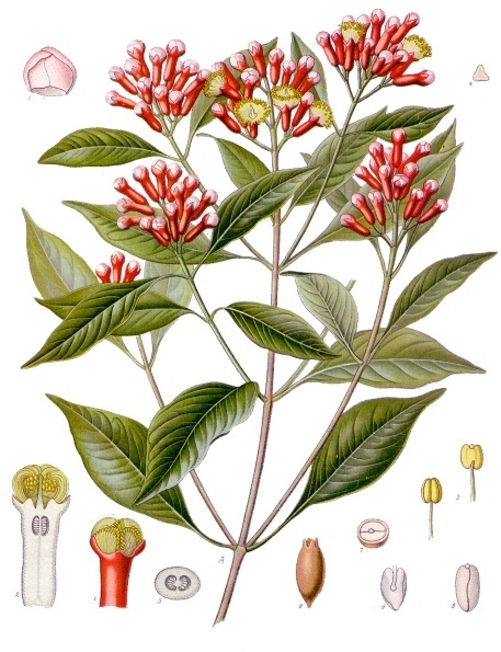 Tinh dầu Đinh hương (cành) (Syzygium aromaticum) — minh hoạ thực vật