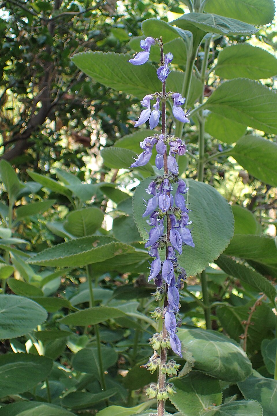 Tinh dầu Húng chanh (Plectranthus barbatus) — minh hoạ thực vật