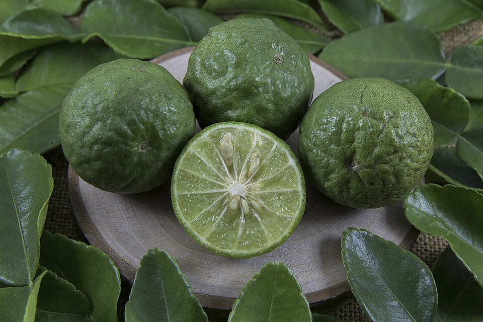 Tinh dầu Lá chanh Thái (Citrus hystrix) — minh hoạ thực vật