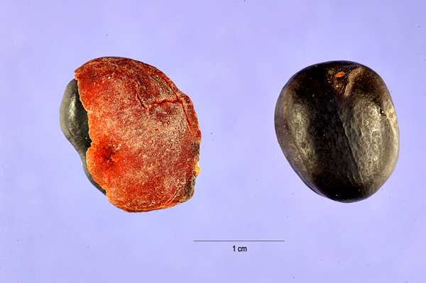 Tinh dầu Copaiba (Copaifera langsdorfii, Copaifera officinalis) — minh hoạ thực vật