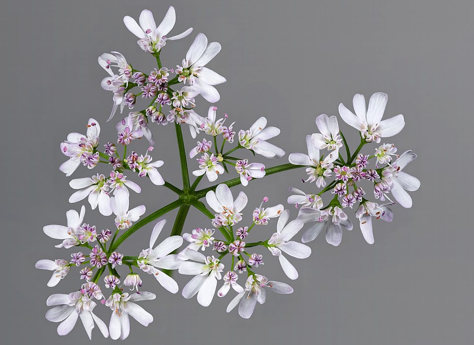 Tinh dầu Mùi (Coriandrum sativum) — minh hoạ thực vật
