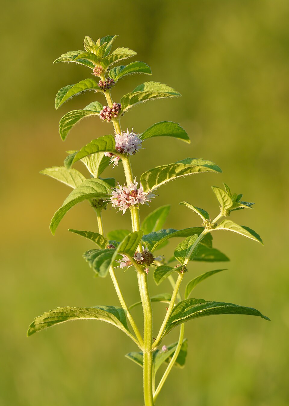 Tinh dầu Bạc hà ruộng (Mentha arvensis) — minh hoạ thực vật