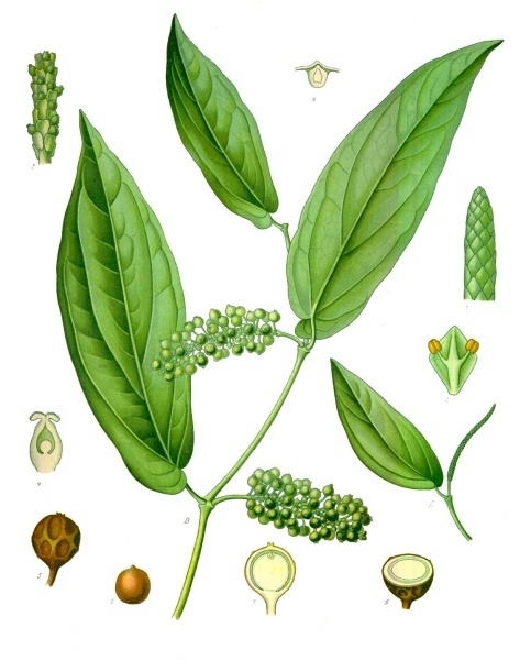 Tinh dầu Tiêu Cubeb (Piper cubeba) — minh hoạ thực vật