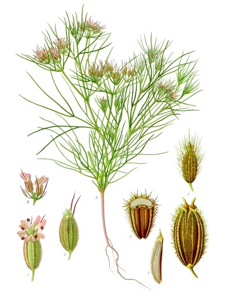 Tinh dầu Thì là Ai Cập (Cuminum cyminum) — minh hoạ thực vật