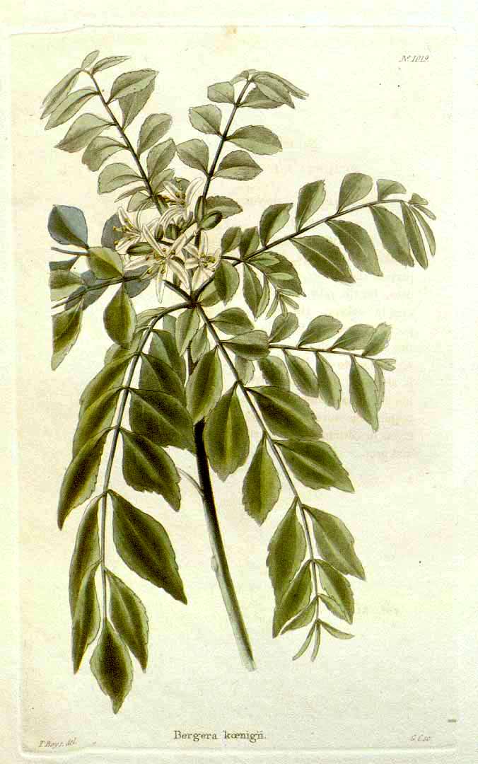 Tinh dầu Lá cà ri (Murraya koenigii) — minh hoạ thực vật