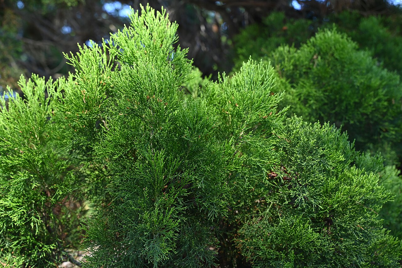 Tinh dầu Bách xanh (Callitris intratropica) — minh hoạ thực vật