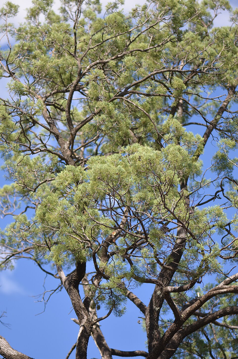 Tinh dầu Bách ngọc bích (Callitris glaucophylla) — minh hoạ thực vật