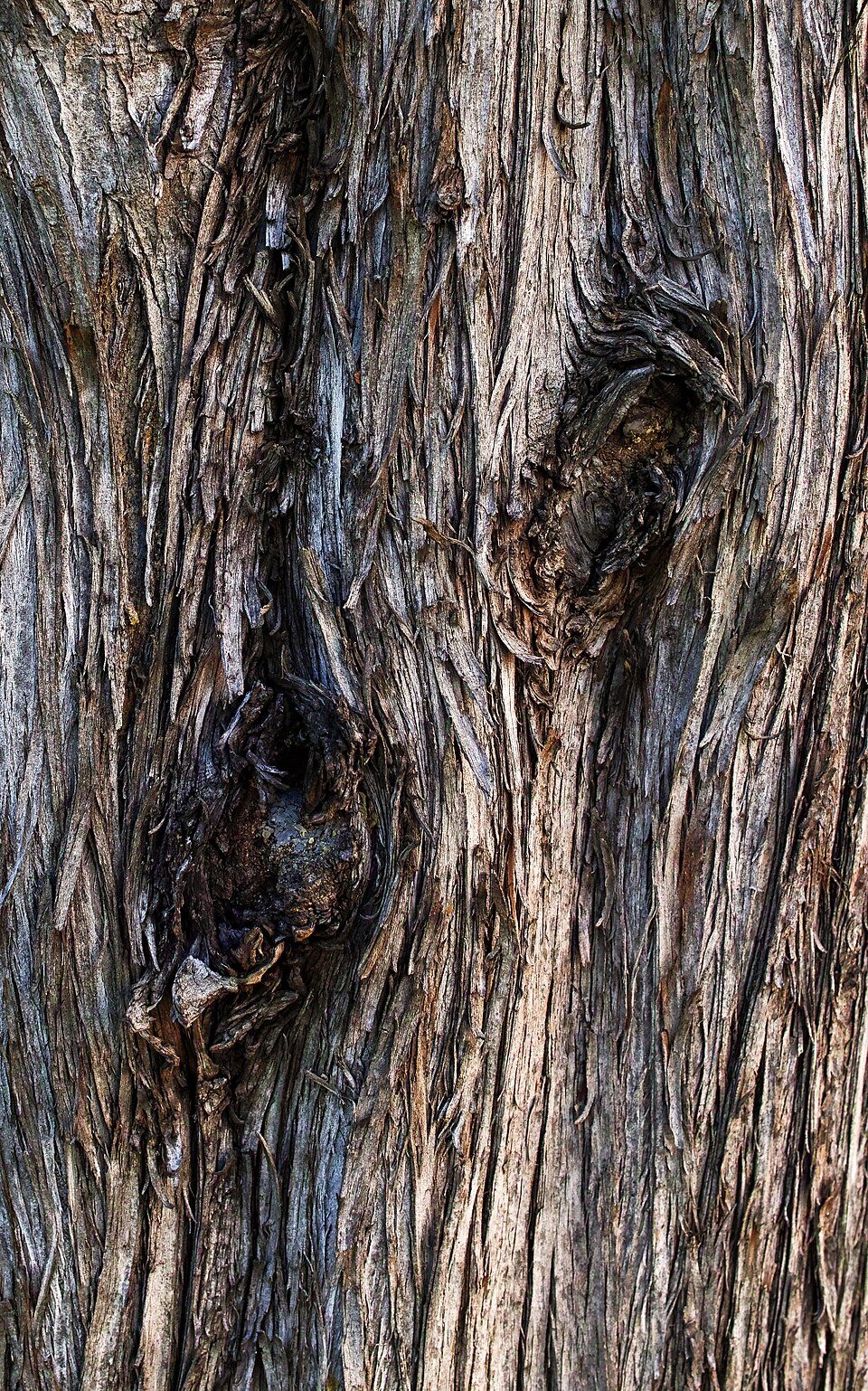 Tinh dầu Bách (Cupressus sempervirens) — minh hoạ thực vật