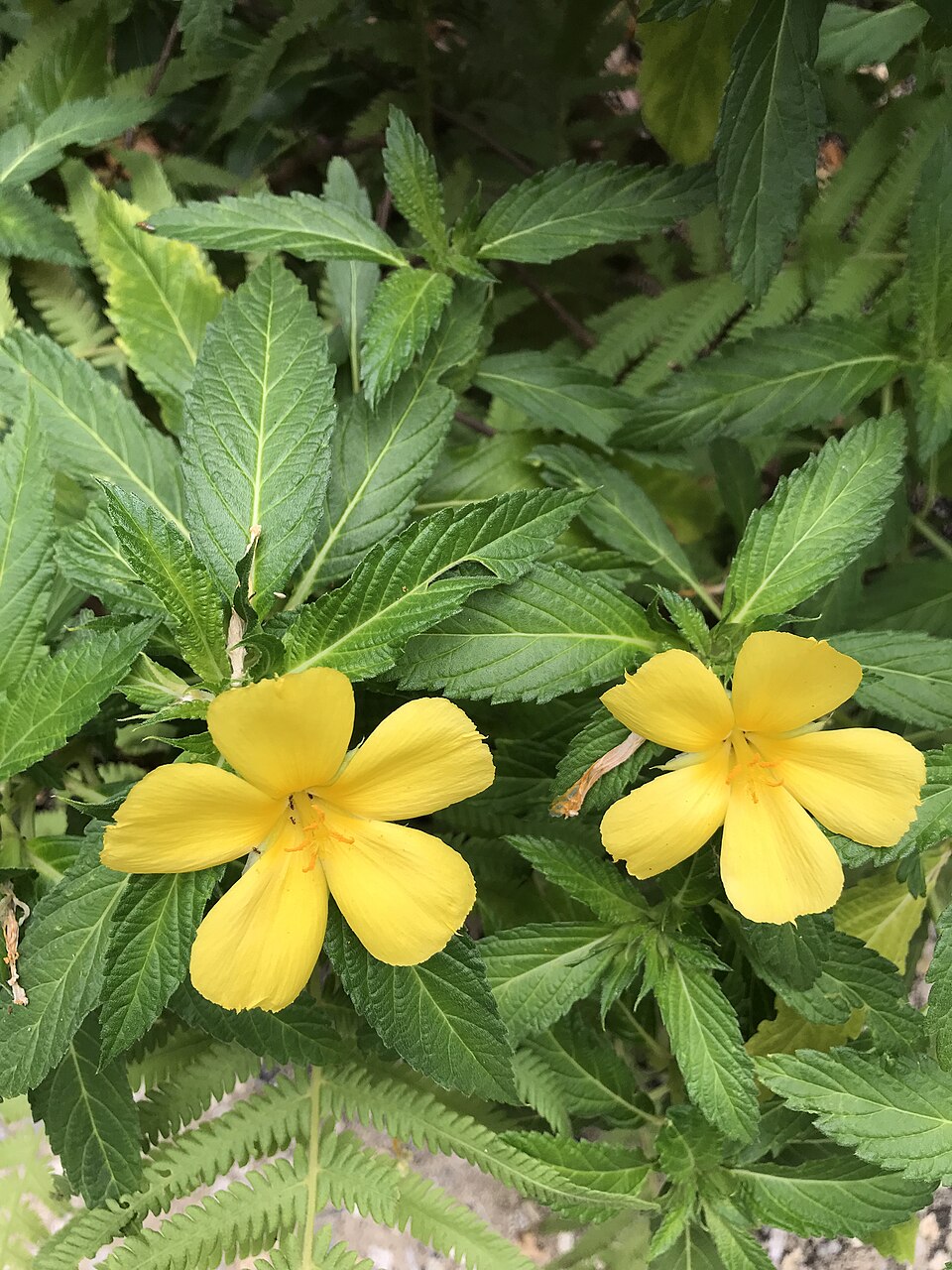 Tinh dầu Damiana (Turnera diffusa var. aphrodisiaca) — minh hoạ thực vật