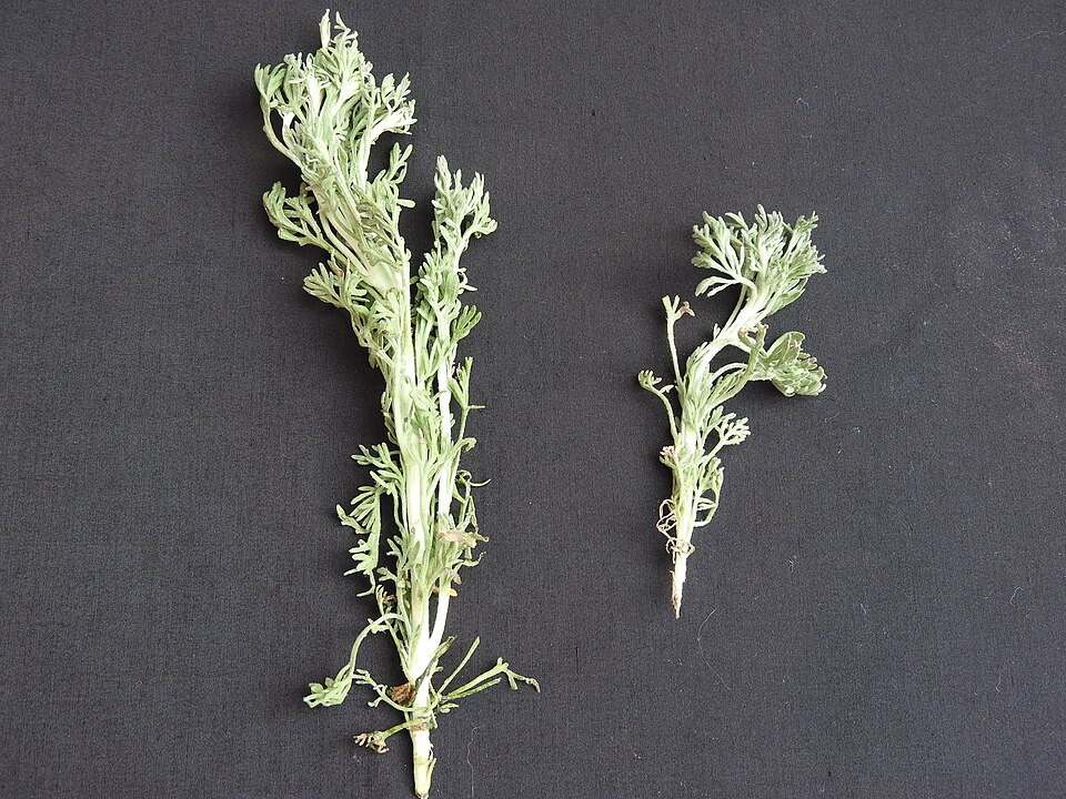 Tinh dầu Davana (Artemisia pallens) (Artemisia pallens) — minh hoạ thực vật