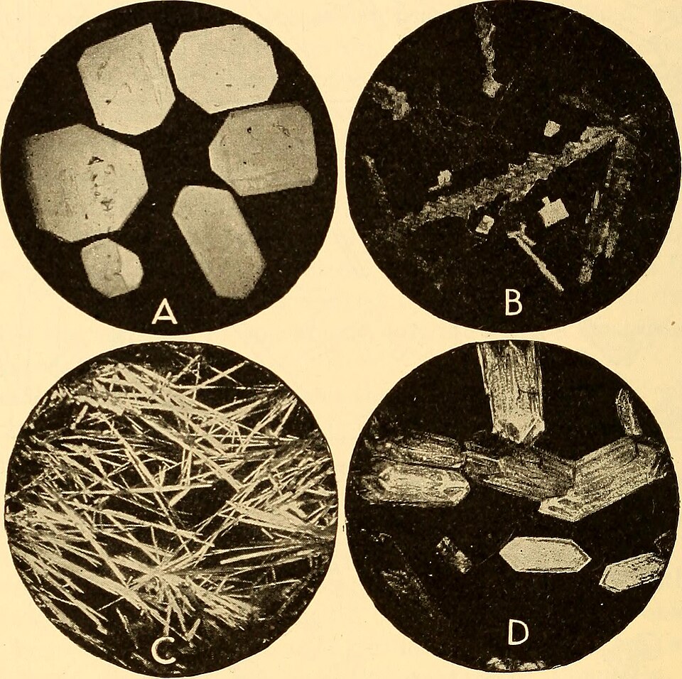 Tinh dầu Lưỡi nai (Trilisa odoratissima) — minh hoạ thực vật