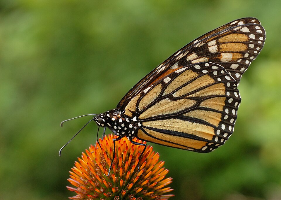Tinh dầu Cúc dại tím (Echinacea purpurea) — minh hoạ thực vật