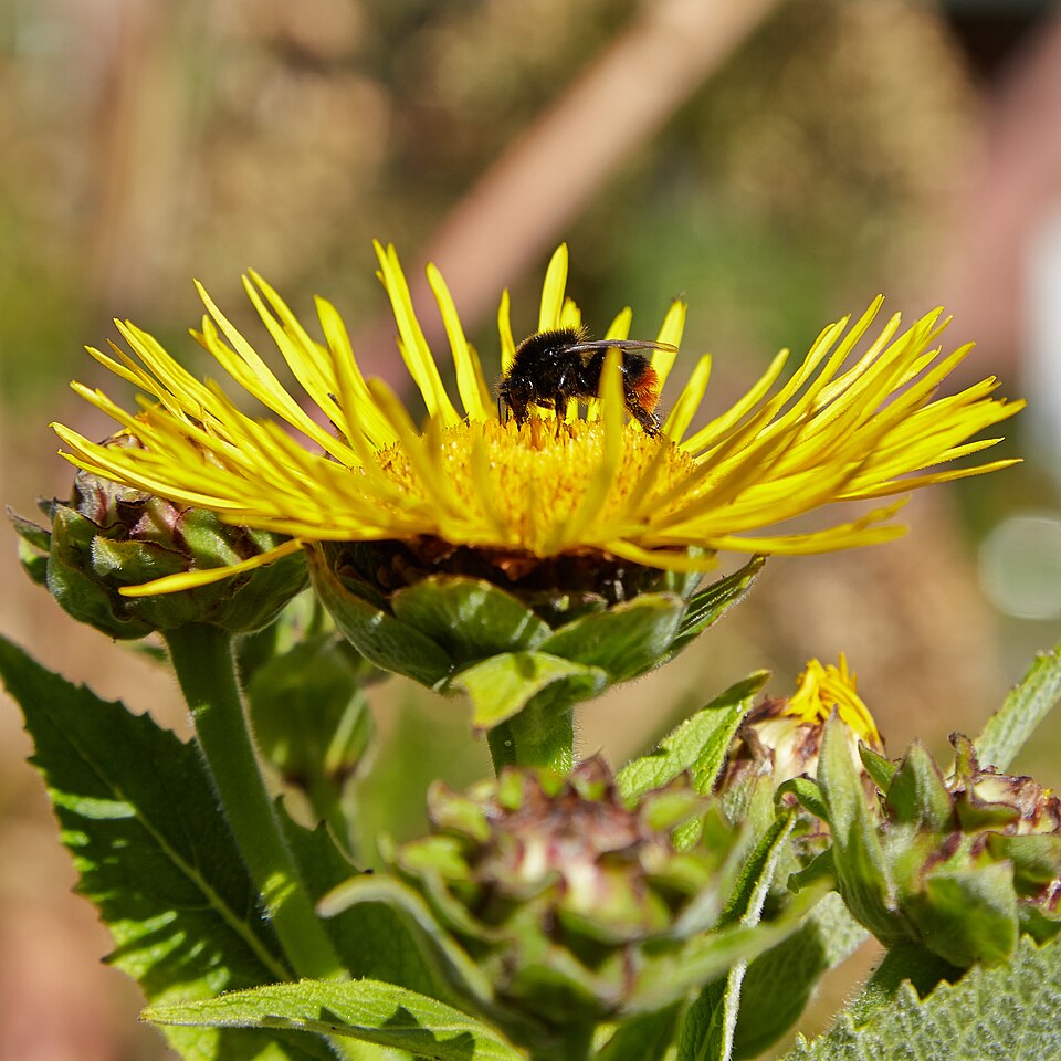 Tinh dầu Cúc đảng sâm (Inula helenium) — minh hoạ thực vật