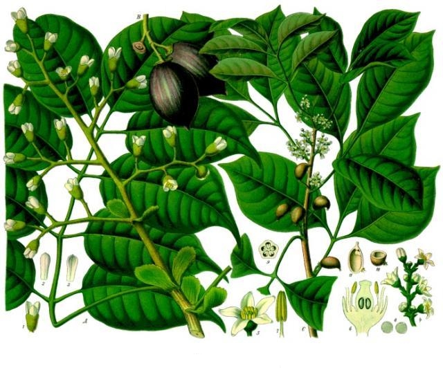 Tinh dầu Nhựa Elemi (Canarium luzonicum, Canarium vulgare) — minh hoạ thực vật