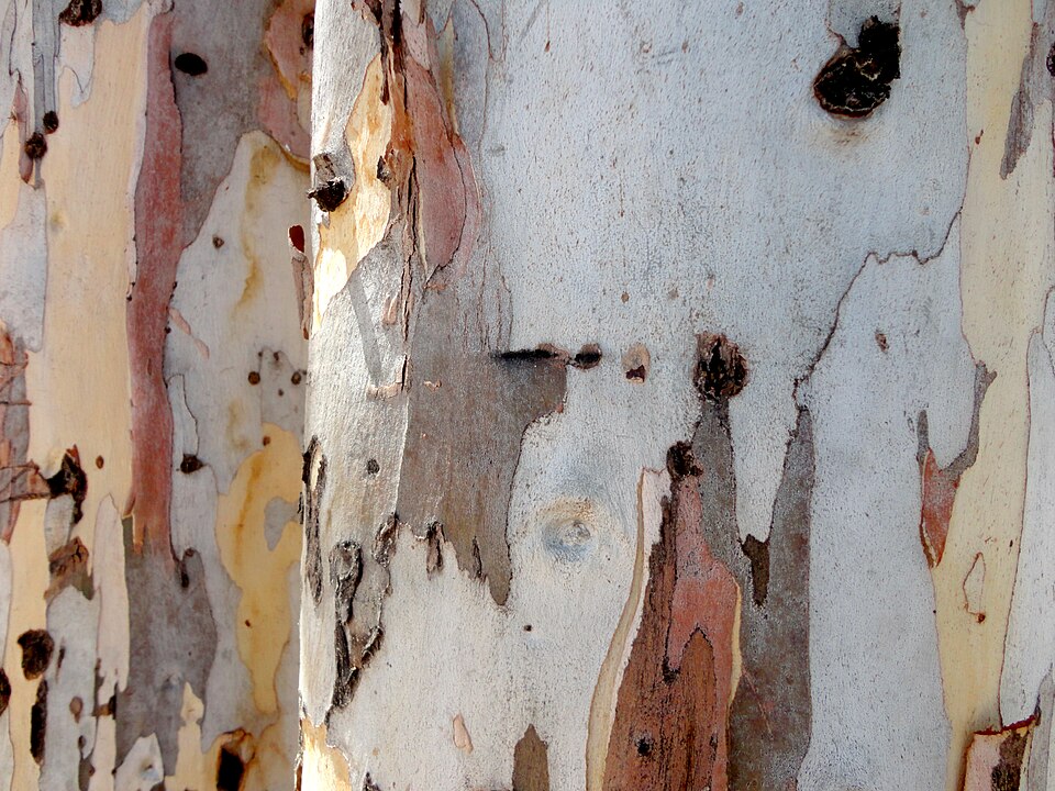 Tinh dầu Bạch đàn trắng (Eucalyptus camaldulensis) — minh hoạ thực vật
