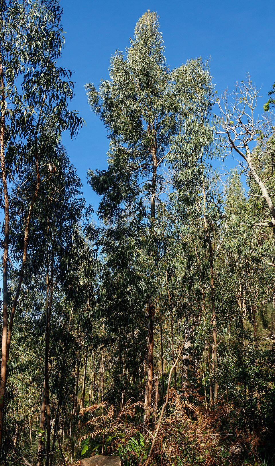 Tinh dầu Bạch đàn cầu (Eucalyptus globulus) — minh hoạ thực vật