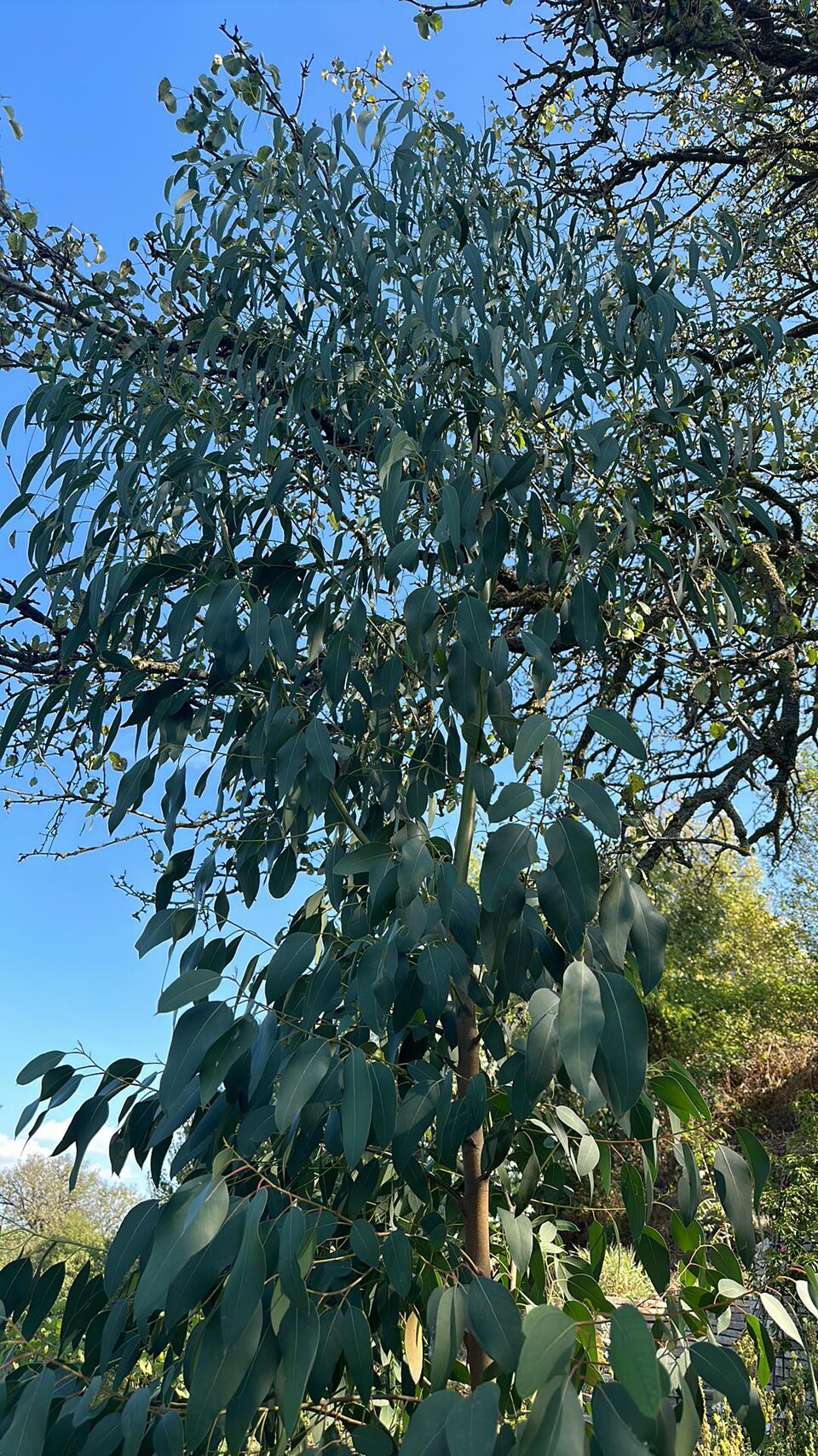 Tinh dầu Bạch đàn Macarthur (Eucalyptus macarthurii) — minh hoạ thực vật