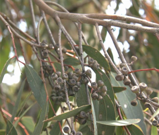 Tinh dầu Bạch đàn bạc hà (Eucalyptus dives) — minh hoạ thực vật