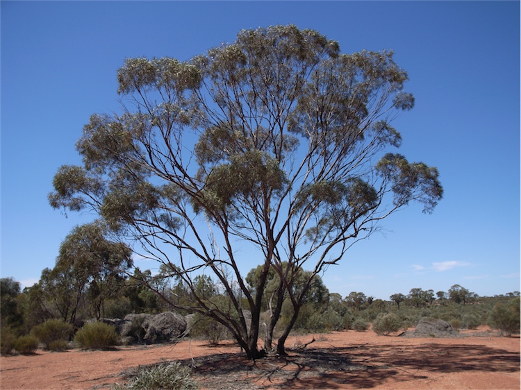 Tinh dầu Bạch đàn xanh blue mallee (Eucalyptus polybractea) — minh hoạ thực vật