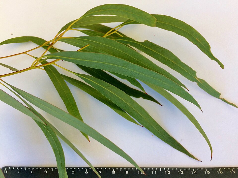Tinh dầu Bạch đàn Radiata (Eucalyptus radiata) — minh hoạ thực vật