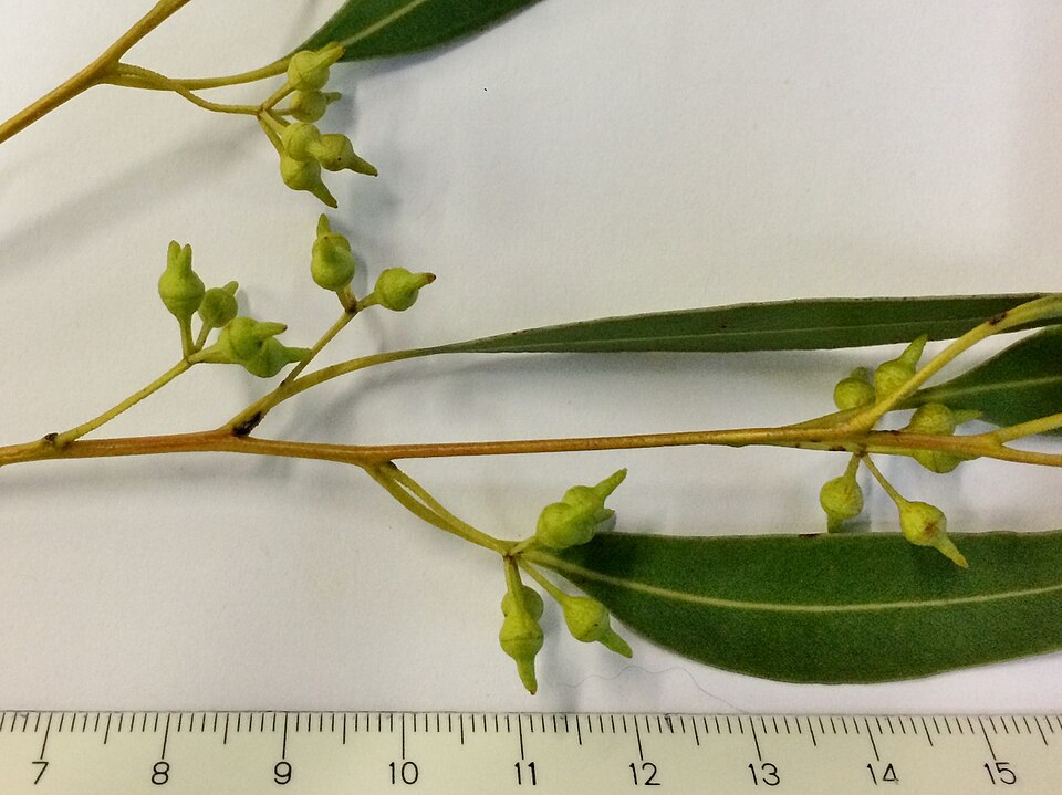 Tinh dầu Bạch đàn Smith (Eucalyptus smithii) — minh hoạ thực vật