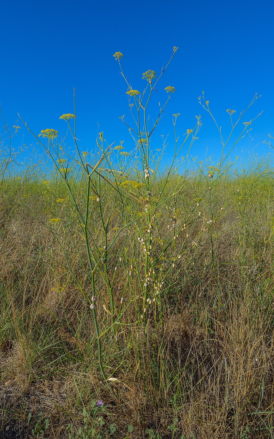 Tinh dầu Thì là đắng (Foeniculum vulgare subsp. capillaceum) — minh hoạ thực vật