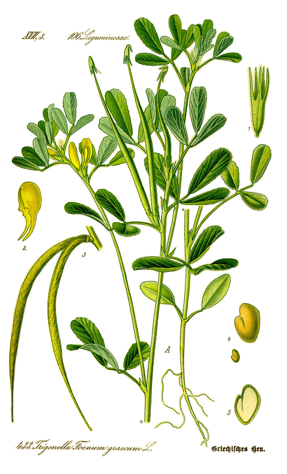 Tinh dầu Cỏ cà ri (Trigonella foenum) — minh hoạ thực vật