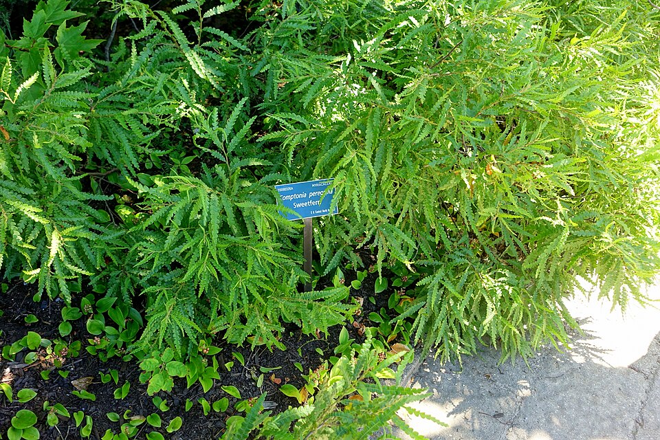 Tinh dầu Dương xỉ ngọt (Comptonia peregrina) — minh hoạ thực vật
