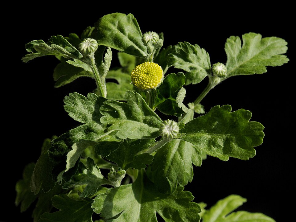 Tinh dầu Cúc đại bi (Tanacetum parthenium) — minh hoạ thực vật