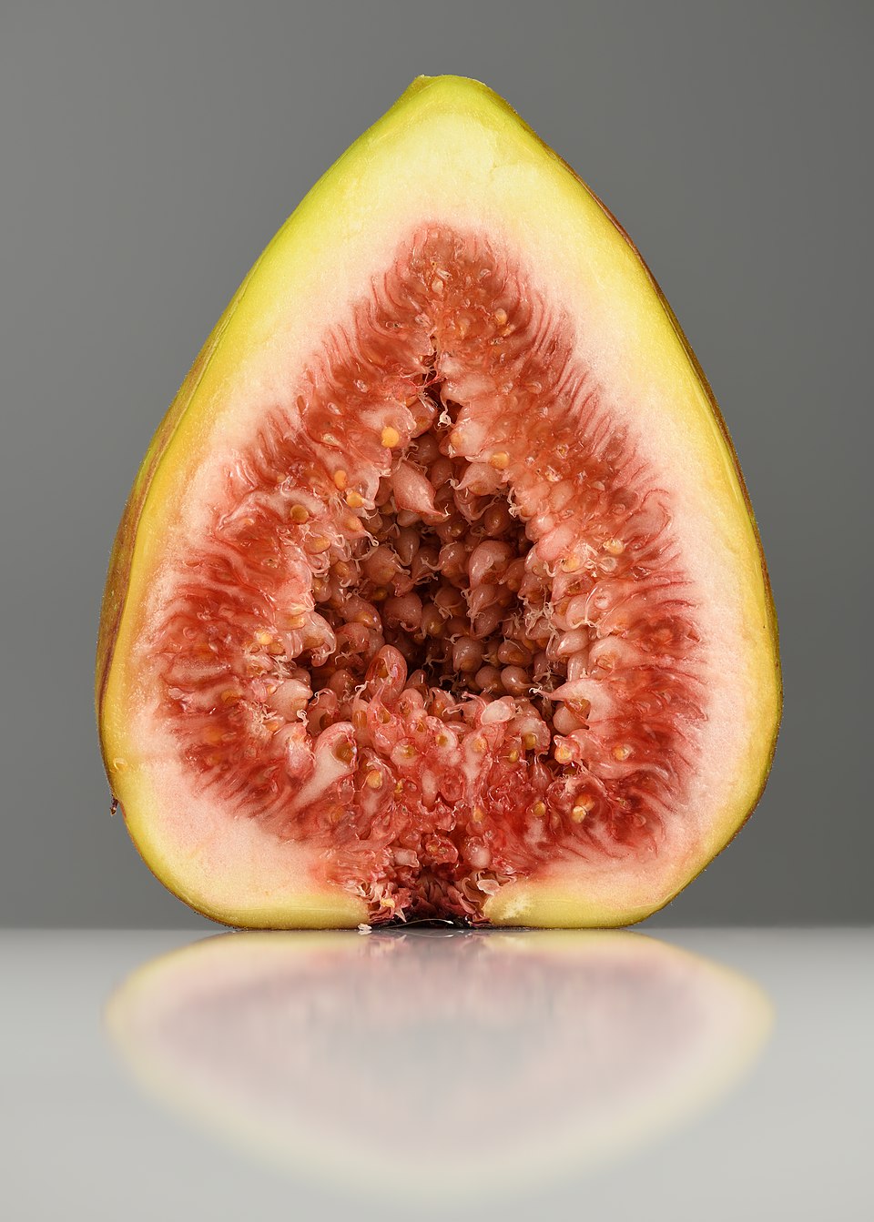 Tinh dầu Lá sung (Ficus carica) — minh hoạ thực vật