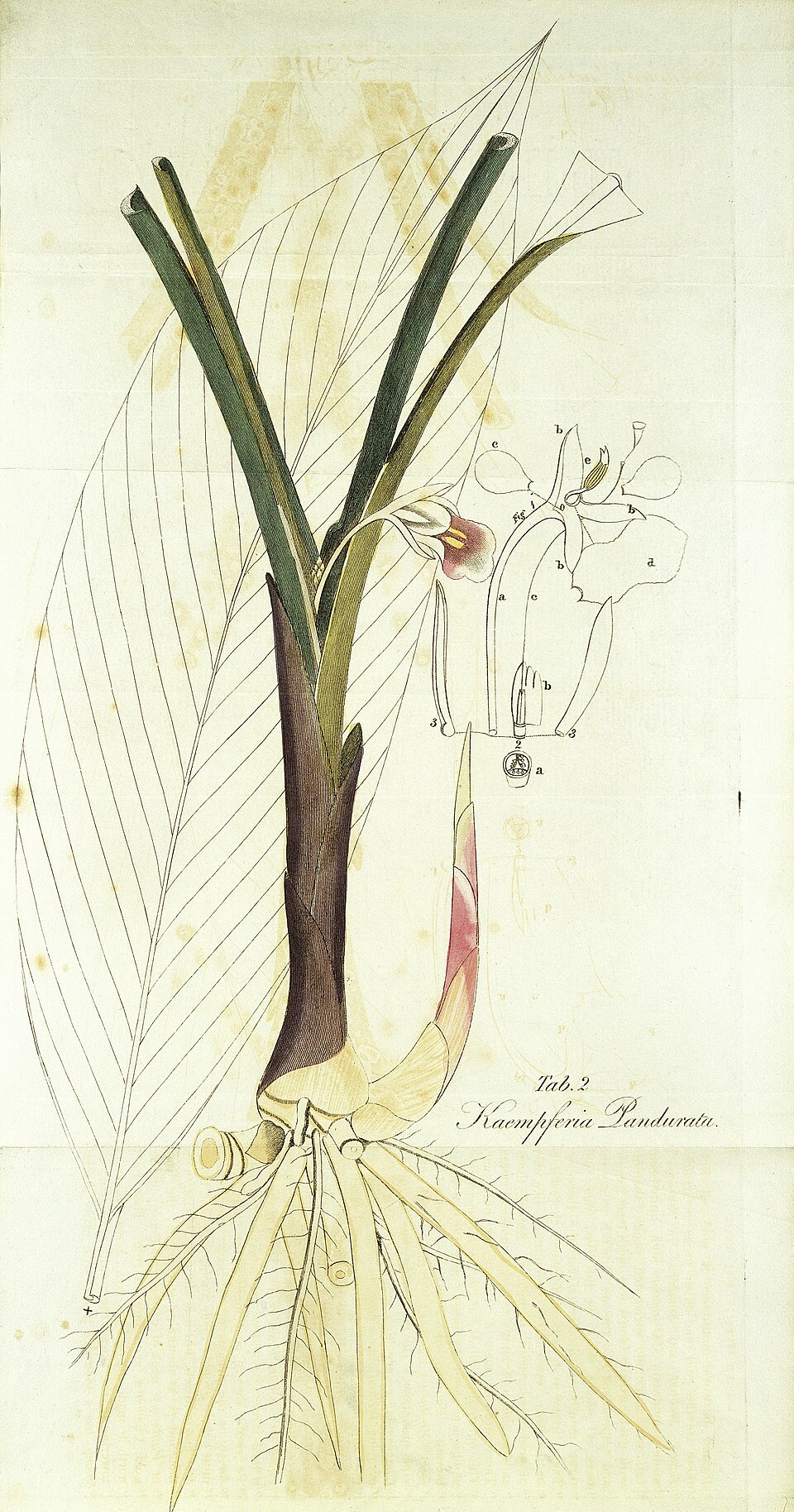 Tinh dầu Krachai (Boesenbergia pandurata) — minh hoạ thực vật