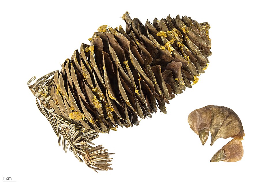 Tinh dầu Linh sam bạc (Abies alba) — minh hoạ thực vật