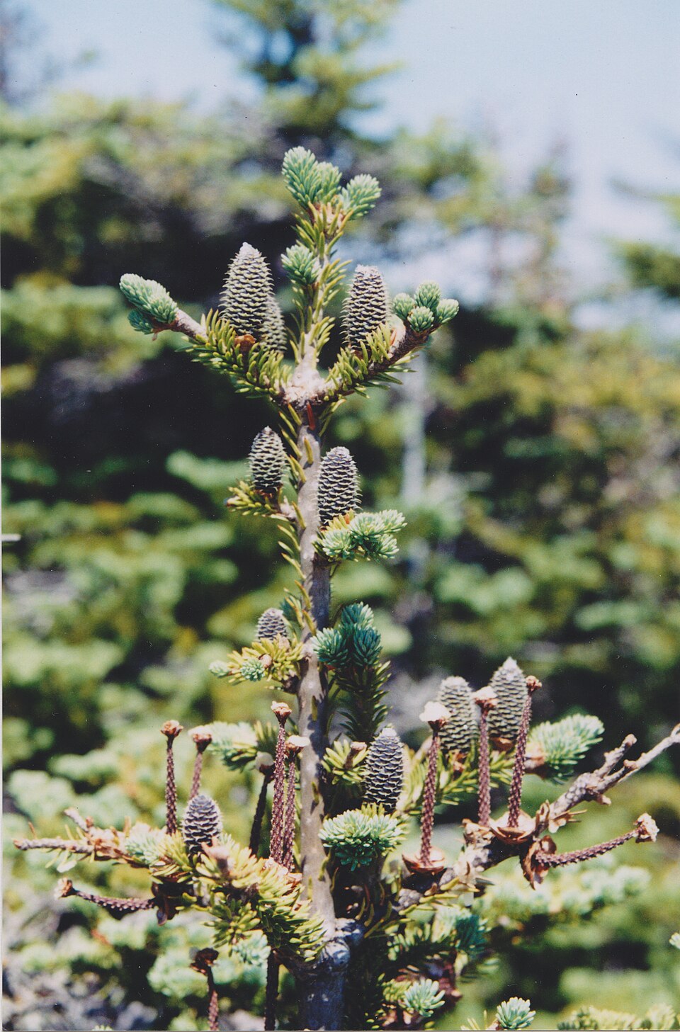 Tinh dầu Linh sam Canada (kim) (Abies balsamea) — minh hoạ thực vật