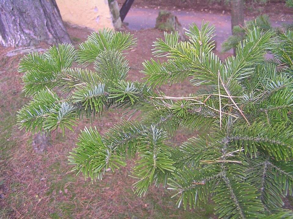 Tinh dầu Linh sam Nhật (kim) (Abies sachalinensis) — minh hoạ thực vật
